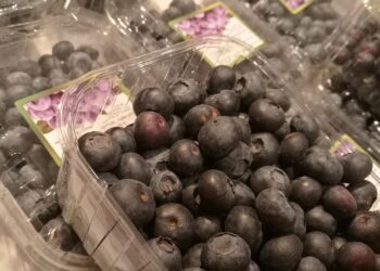 Heidelbeeren (Archiv)