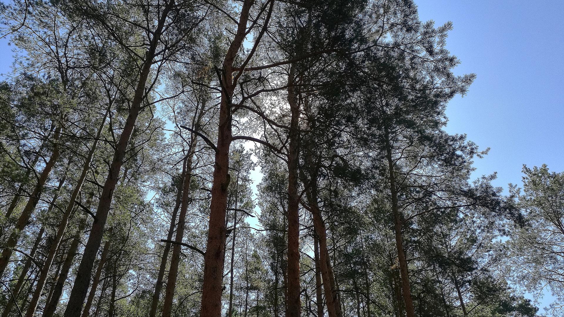 Studie: Agrarproduktion Hauptursache für Waldbrände in Südamerika 1 Wald (Archiv)