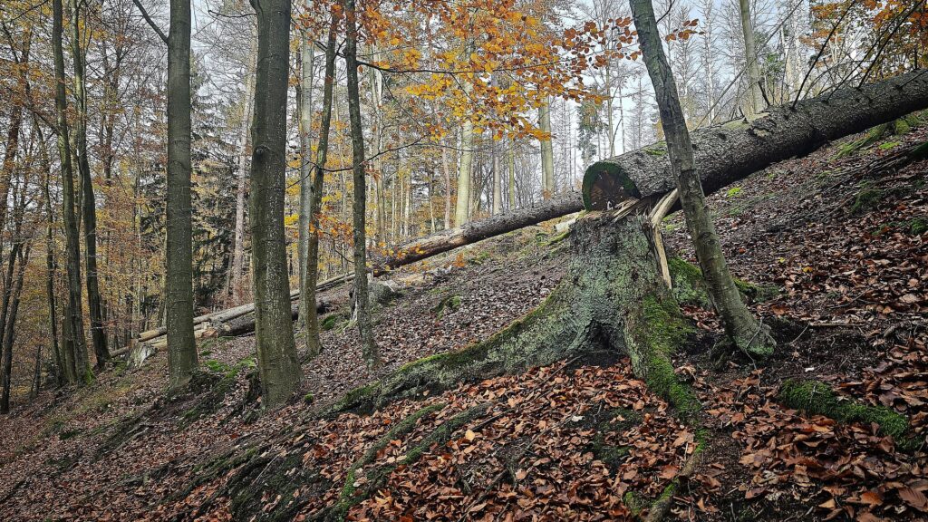 Umgesägter Baum im Wald (Archiv)