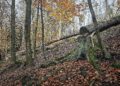 Umgesägter Baum im Wald (Archiv)
