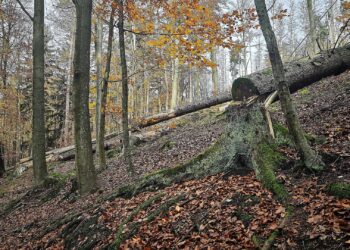 Umgesägter Baum im Wald (Archiv)