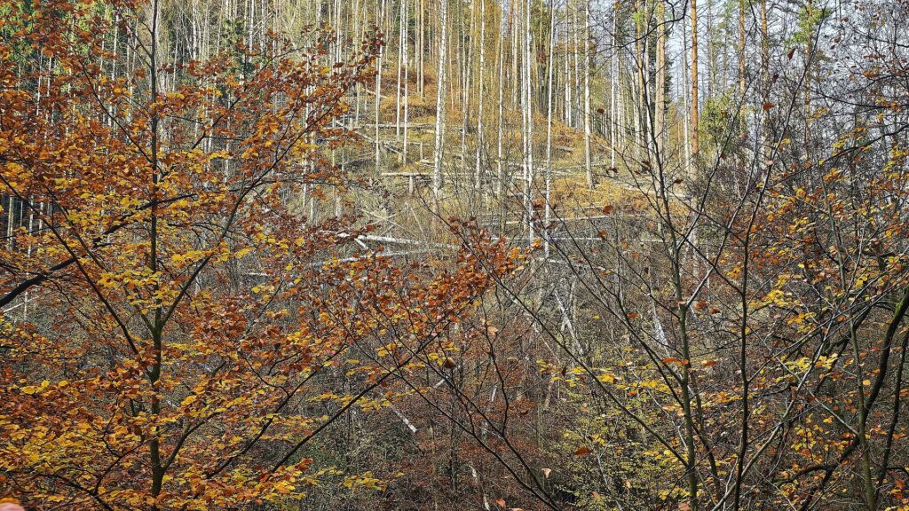 Wolf nach Vorfall in Hamburg ausgewildert 8 Wald (Archiv)