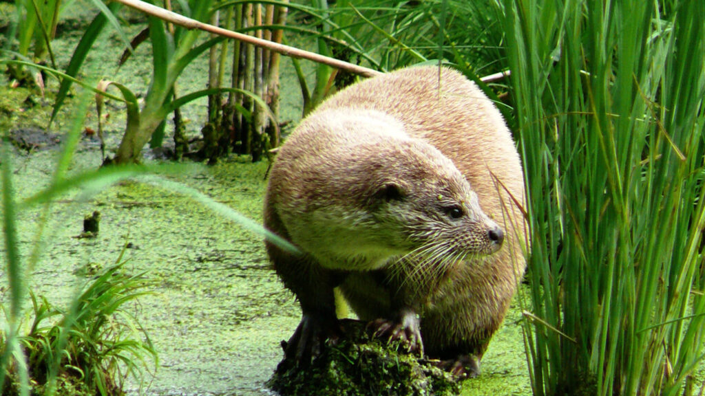 Aktuelles aus St. Ingbert | Bild: Stadt St. Ingbert Wanderausstellung „Willkommen im Saarland – Die Rückkehr des Fischotters“ mit BUND Saar