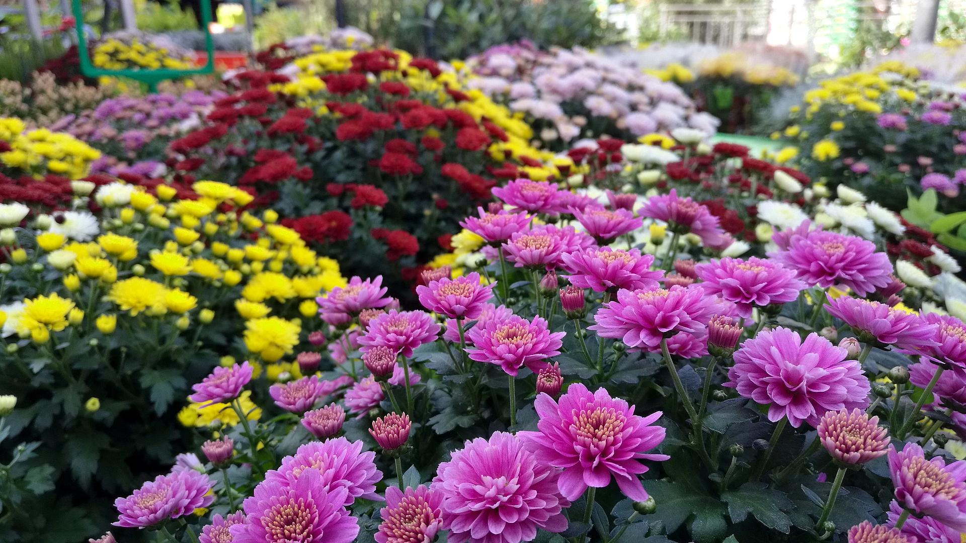 Blumen im Gartenfachgeschäft (Archiv)