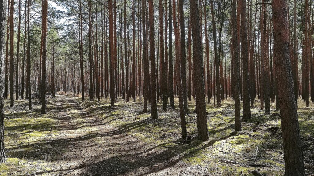 Wald (Archiv)