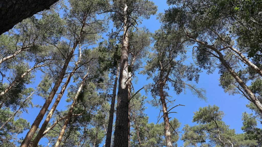 Waldzustand in Deutschland bleibt kritisch 2 Wald (Archiv)
