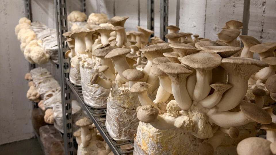 Aktuelles aus St. Ingbert | Bild: Stadt St. Ingbert „Biosphäre findet Stadt“ – Entdeckungstour durch St. Ingbert