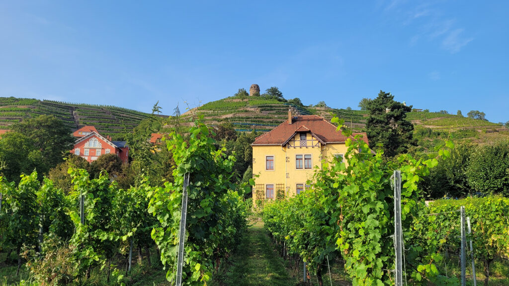 Aktuelles aus St. Ingbert | Bild: Stadt St. Ingbert Bürgerfahrt nach Radebeul zum „Tag des offenen Weingutes“