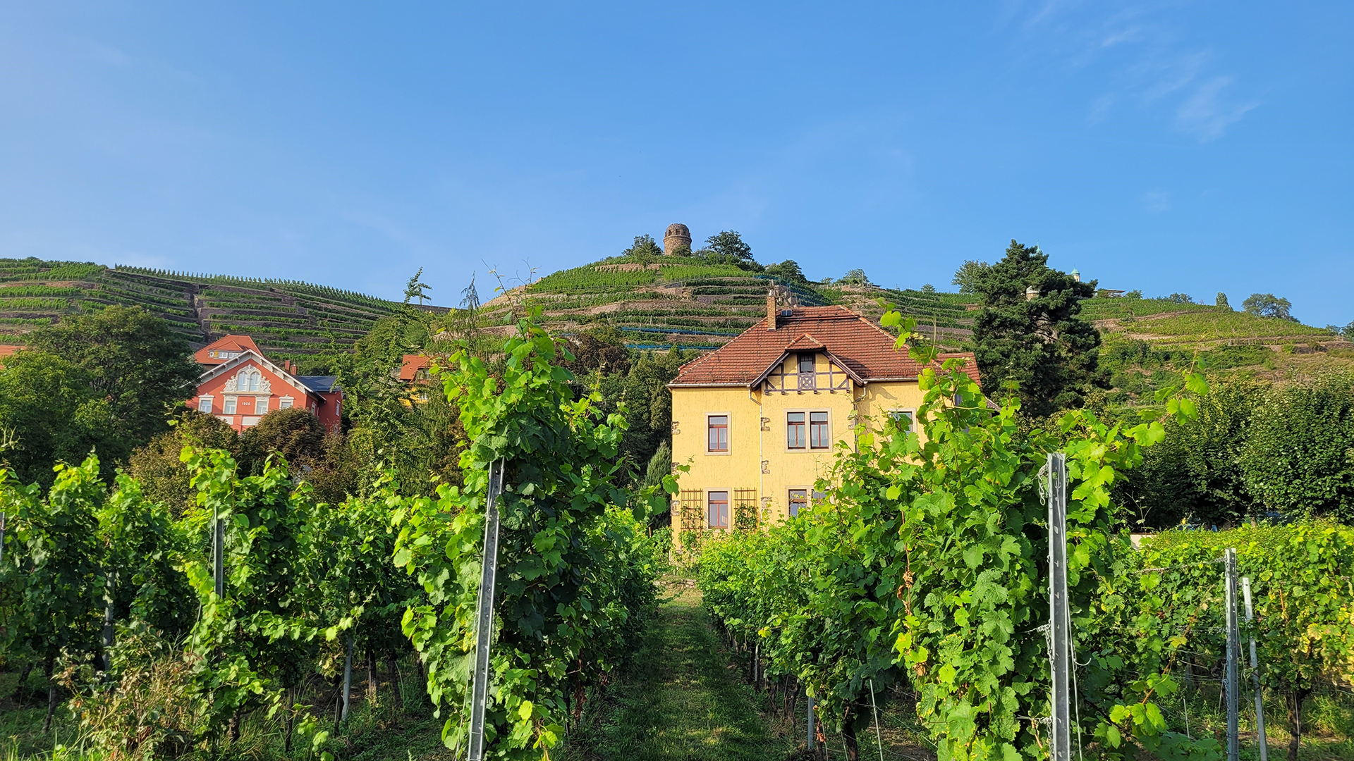 St. Ingbert organisiert Bürgerfahrt nach Radebeul zum „Tag des offenen Weingutes 1 Aktuelles aus St. Ingbert | Bild: Stadt St. Ingbert Bürgerfahrt nach Radebeul zum „Tag des offenen Weingutes“