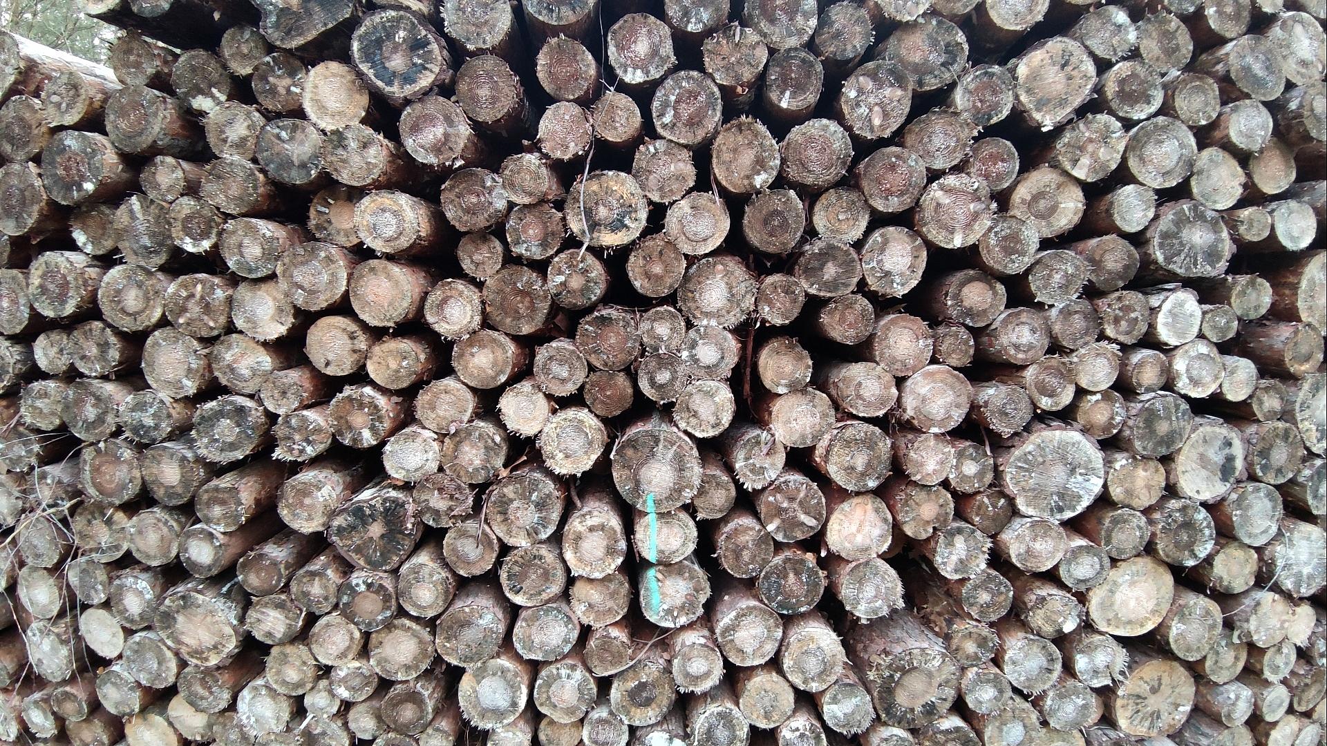 Schadholzanteil in deutschen Wäldern weiter rückläufig 1 Holzstämme (Archiv)