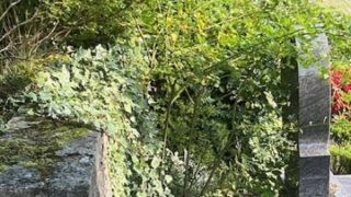Gemeinde Gersheim mahnt Grabpflege an – Baubetriebshof kündigt Rückschnitte an