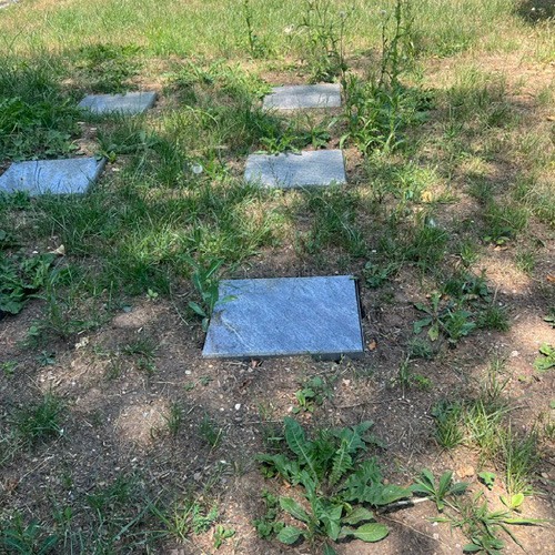 Hitze lässt Rasenflächen auf Friedhöfen in Gersheim verdorren 1 Bild: Gemeinde Gersheim Baumgrabstätten und Rasengrabstätten auf den Friedhöfen der Gemeinde Gersheim