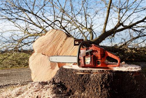 Baumfällarbeiten im Furpacher Gutspark 1 Aktuelles aus Neunkirchen | Bild: Bereitgestellt durch die Kreisstadt Neunkirchen Baumfällarbeiten im Furpacher Gutspark