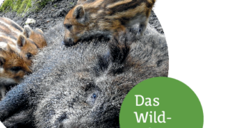 Wildschweine sorgen für Ärger in Friedrichsthaler Gärten