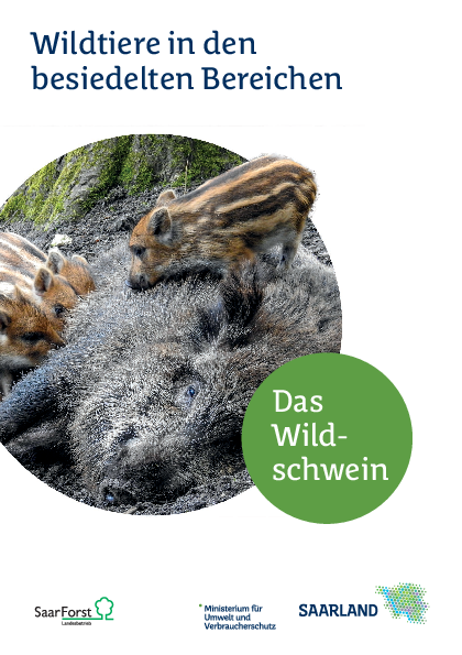 Wildschweine sorgen für Ärger in Friedrichsthaler Gärten 1 Bild: Stadt Friedrichsthal Wildschweine im StadtgebietIn letzter Zeit haben sich vermehrt Bürgerinnen und Bürger bei der Stadt Friedrichsthal gemeldet, weil Wildschweine Schäden in Gärten angerichtet…