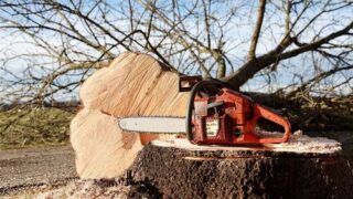 Kreisstadt Neunkirchen lässt kranke Roteiche im Furpacher Gutspark fällen