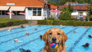 Freibadsaison endet mit Badetag für Hunde