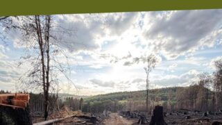 Waldbrand im Hosterwald: Gemeinde ruft zu Spenden auf