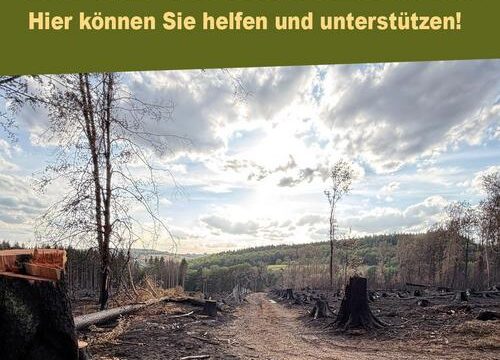 Waldbrand im Hosterwald: Gemeinde ruft zu Spenden auf 4 Aktuelles aus Illingen | Bild: Gemeinde Illingen Di, 08. September 2026Brand im Hosterwald