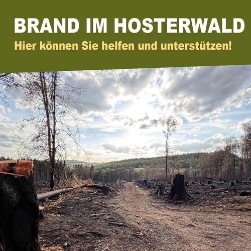 Waldbrand im Hosterwald: Gemeinde ruft zu Spenden auf 1 Aktuelles aus Illingen | Bild: Gemeinde Illingen Di, 08. September 2026Brand im Hosterwald