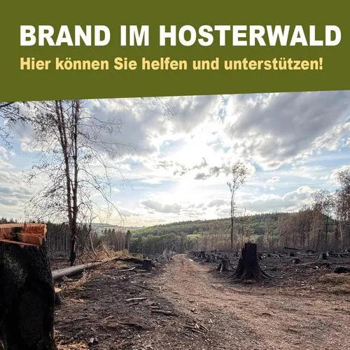 Waldbrand im Hosterwald: Gemeinde ruft zu Spenden auf 8 Waldbrand im Hosterwald: Gemeinde ruft zu Spenden auf