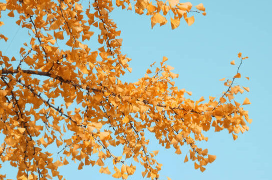 Neunkirchen: Anwohner müssen Laub von Gehwegen kehren 3 Aktuelles aus Neunkirchen | Bild: Bereitgestellt durch die Kreisstadt Neunkirchen Herbstzeit ist Laubzeit – Unfällen vorbeugen, Blätter aufkehren