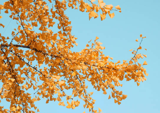Aktuelles aus Neunkirchen | Bild: Bereitgestellt durch die Kreisstadt Neunkirchen Herbstzeit ist Laubzeit – Unfällen vorbeugen, Blätter aufkehren