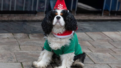 Neunkirchen: 8. Hundeweihnachtsmarkt am Stummplatz
