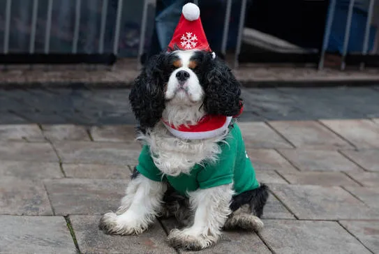 Neunkirchen: 8. Hundeweihnachtsmarkt am Stummplatz