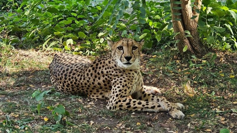 Zoo Saarbrücken: Neue Gepardin aus Leipzig eingezogen 2 Aktuelles aus Saarbrücken Artikeldetail (Presse)