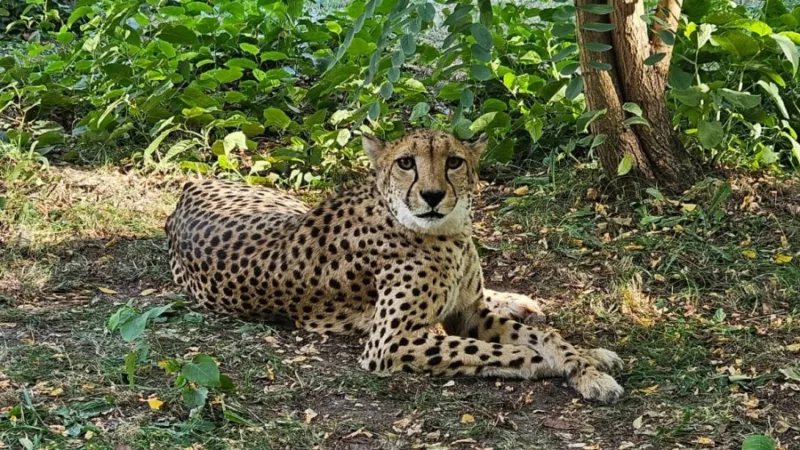 Zoo Saarbrücken: Neue Gepardin aus Leipzig eingezogen