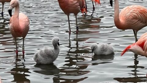 Zwei Flamingo-Küken im Saarbrücker Zoo geschlüpft