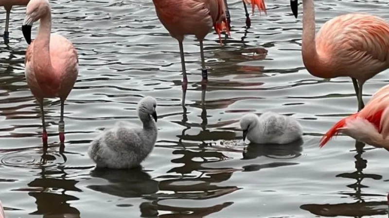 Zwei Flamingo-Küken im Saarbrücker Zoo geschlüpft
