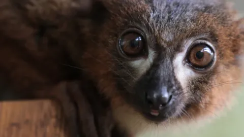 Saarbrücker Zoo: Lemuren-Aktionstag und Halloween-Führungen am 31. Oktober